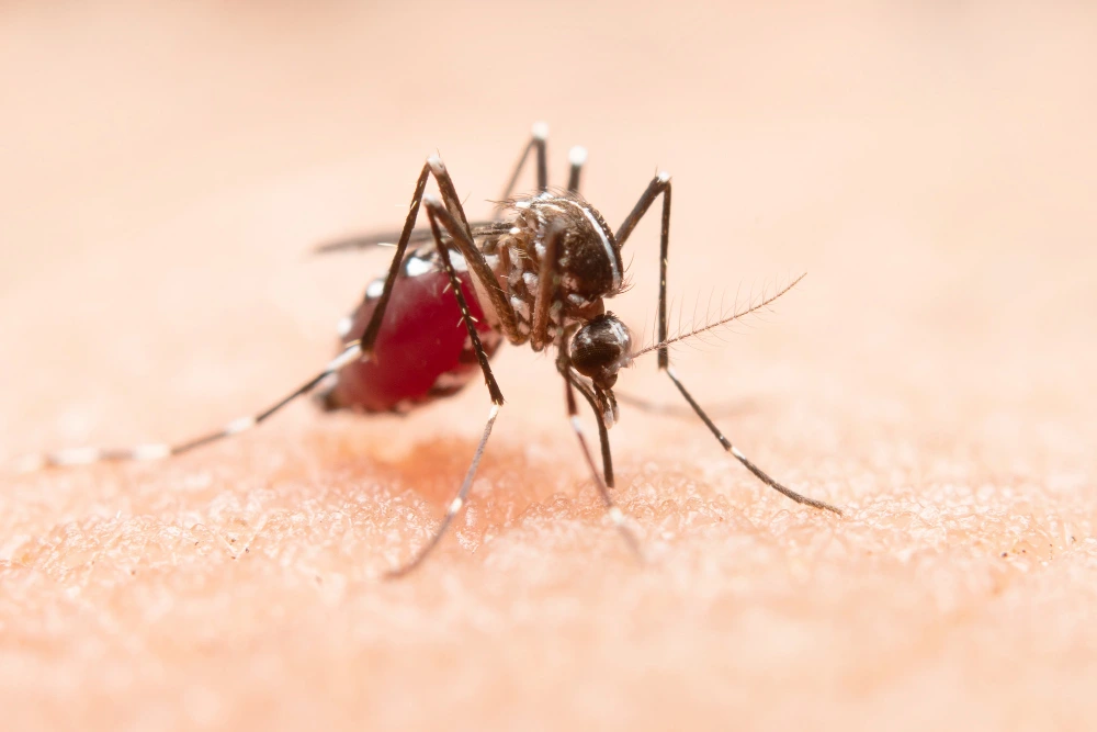 Chikungunya en España 2026